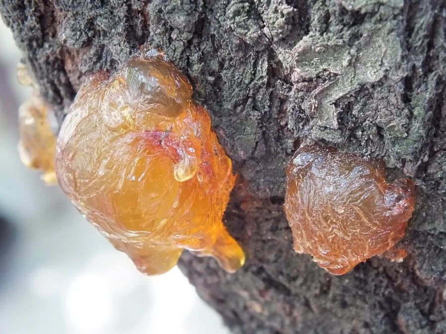 Baltic Amber