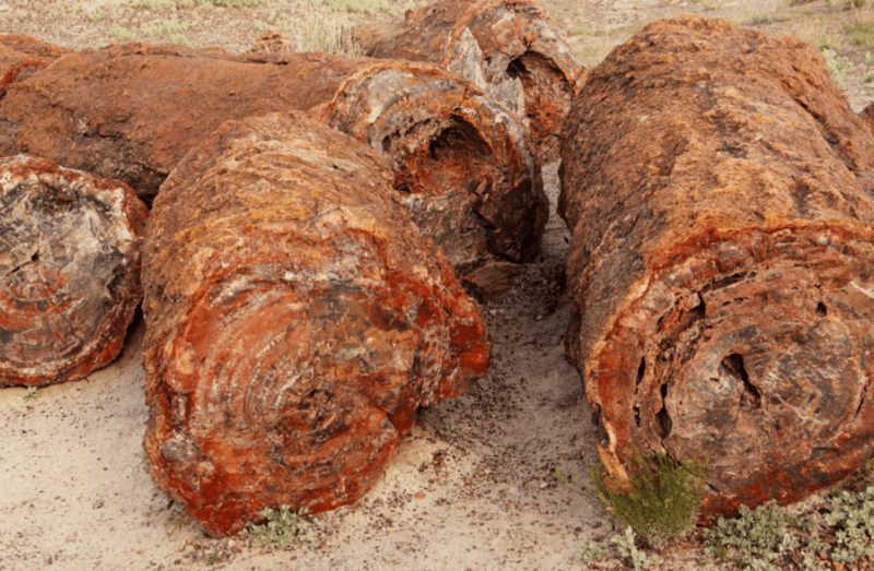 7 Spiritual Meanings of Petrified Wood (Healing Properties)