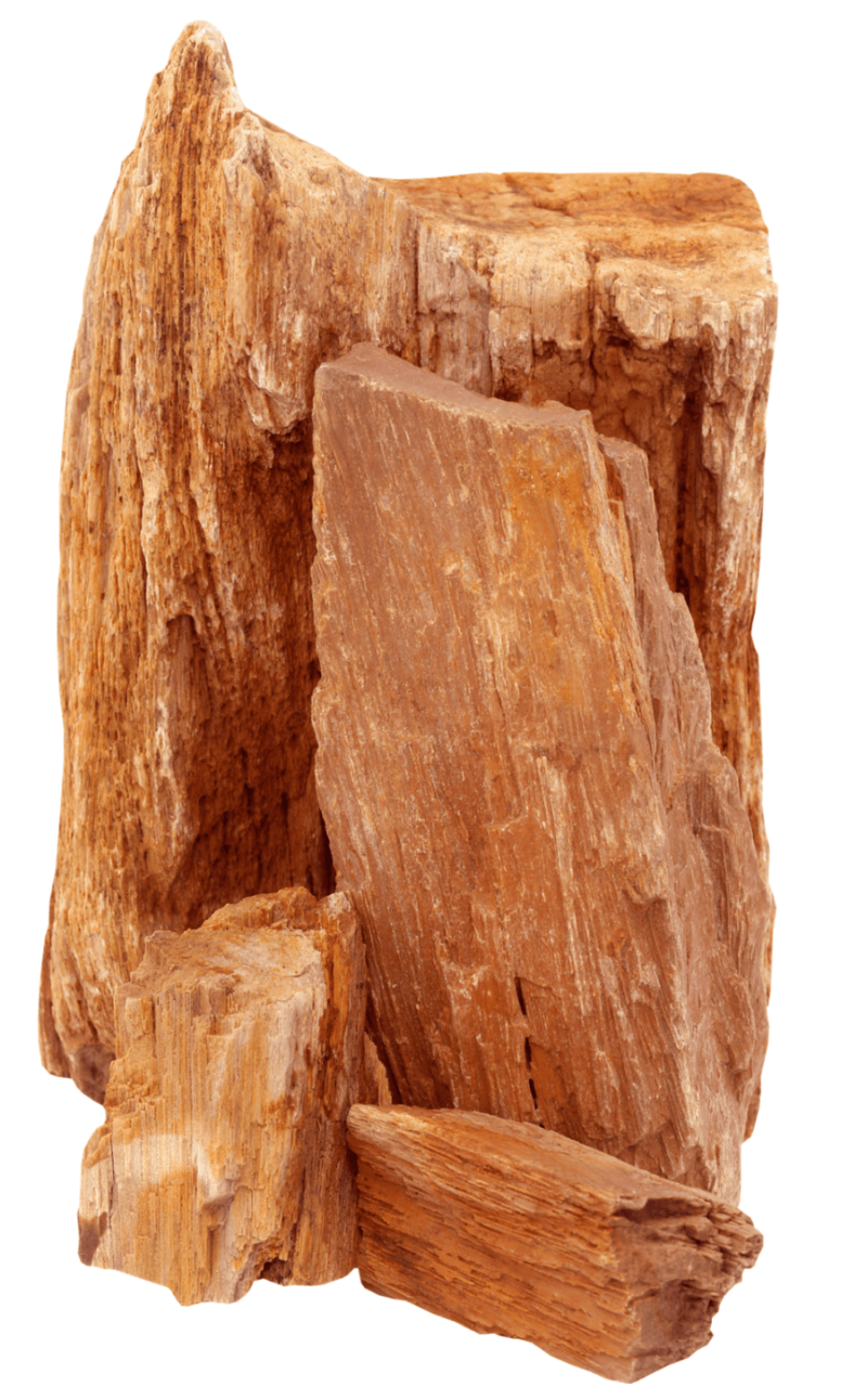 7 Spiritual Meanings of Petrified Wood (Healing Properties)