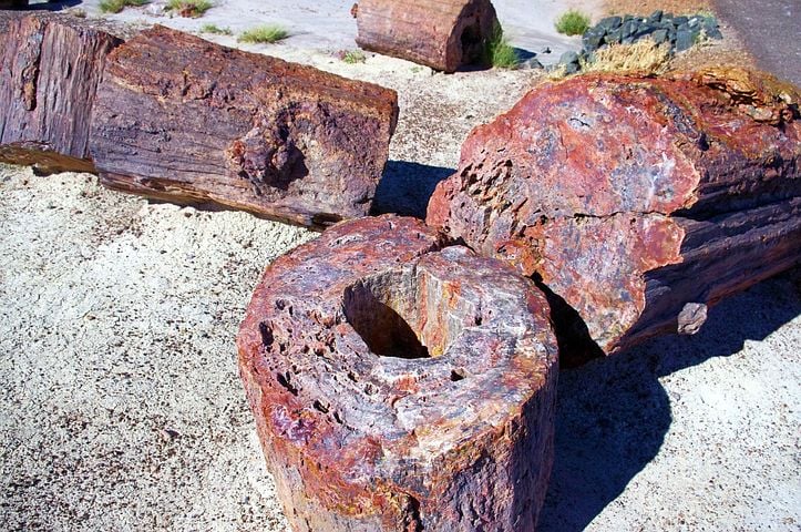 Petrified Wood Stone